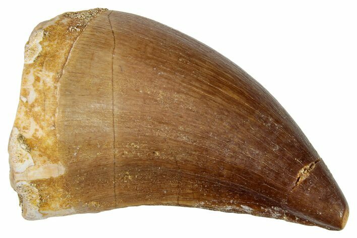 Fossil Mosasaur (Prognathodon) Tooth - Morocco #249836